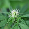 Seedsman CBG 1