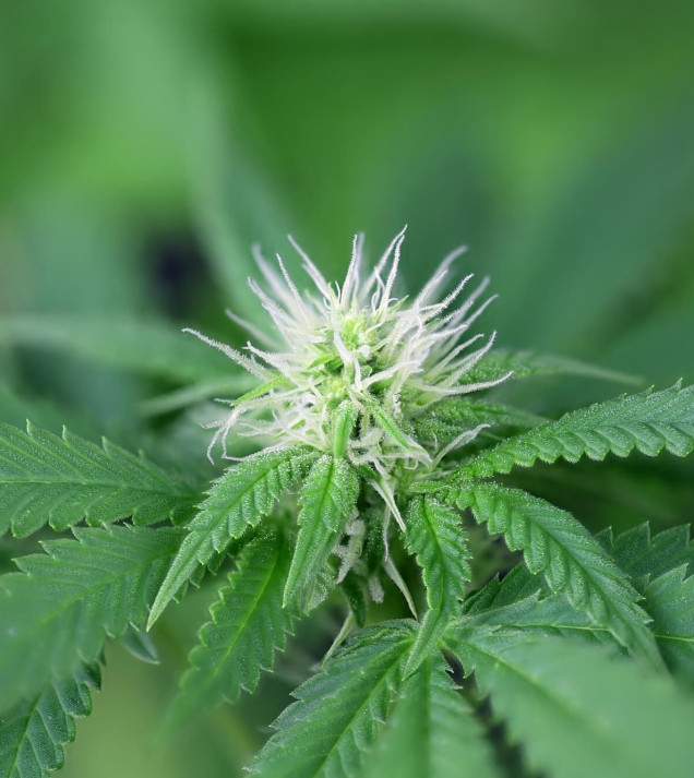 Seedsman CBG 1