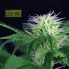 Seedsman CBG 1