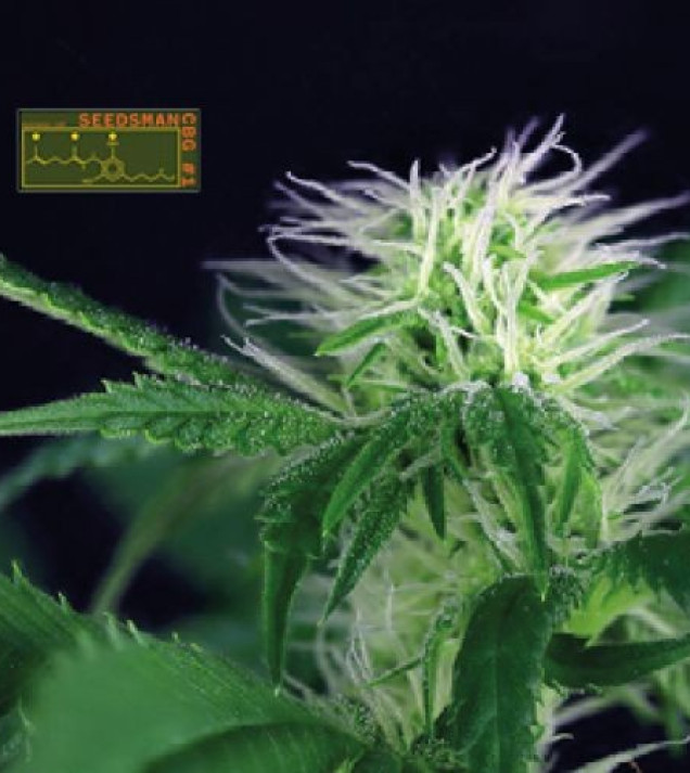Seedsman CBG 1