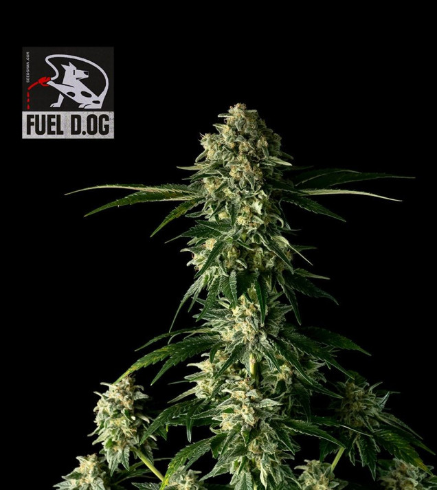 Fuel D.OG