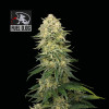 Fuel D.OG