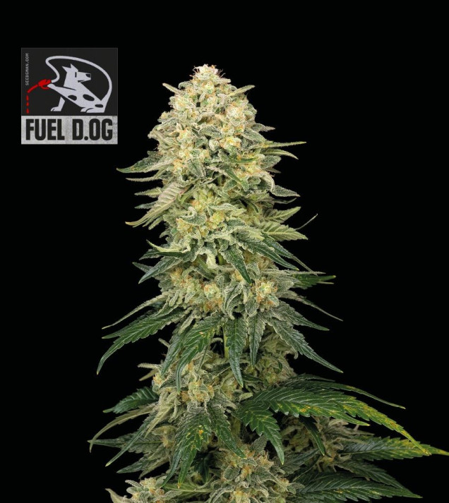 Fuel D.OG
