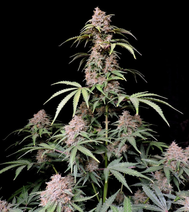 Amnesia Zkittlez Auto