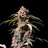 Amnesia Zkittlez Auto