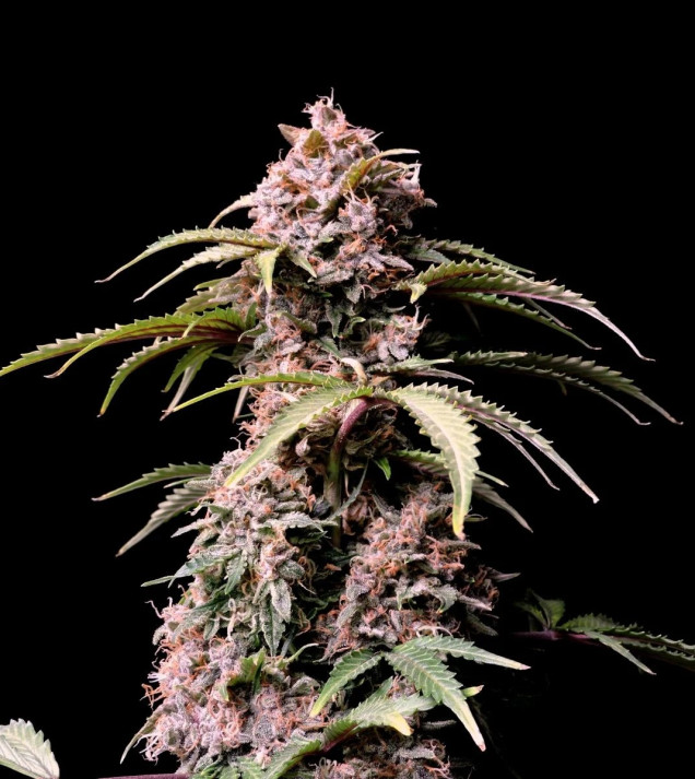 Amnesia Zkittlez Auto