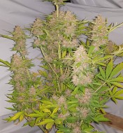 Auto White Russian
