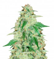 Purple High Haze Auto