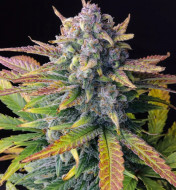 Tropicana Cookies Auto