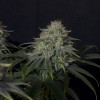 Gorilla Cookies FF