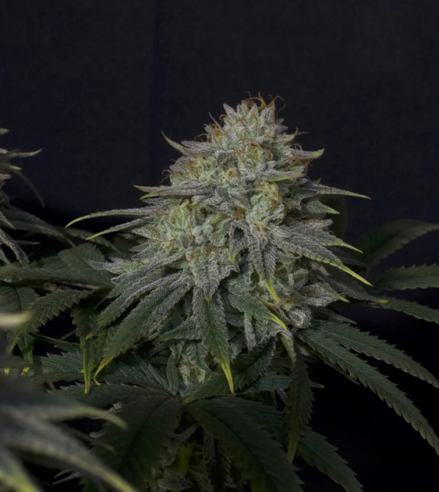 Gorilla Cookies FF