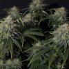 Gorilla Cookies FF
