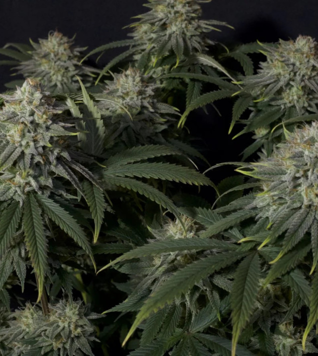 Gorilla Cookies FF