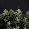Gorilla Cookies FF