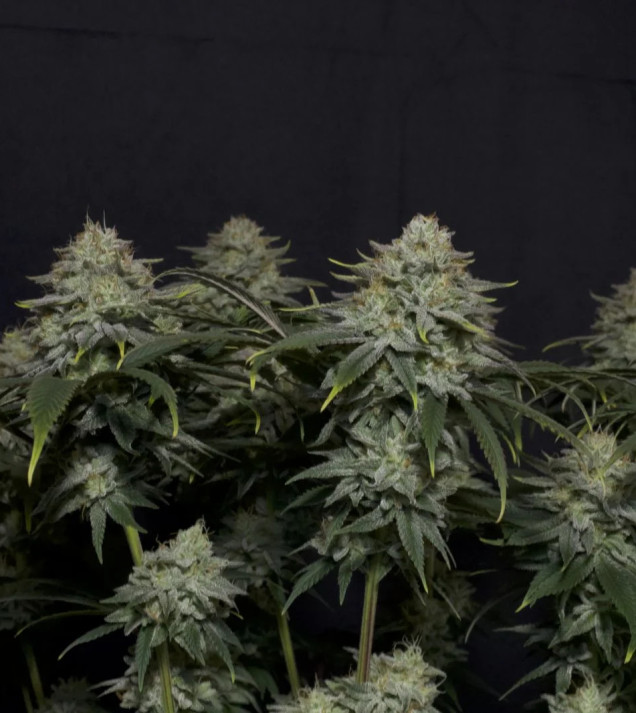 Gorilla Cookies FF
