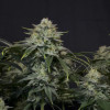 Gorilla Cookies FF