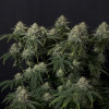Gorilla Cookies FF