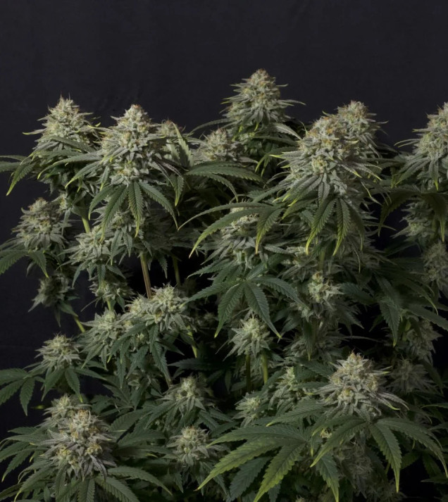Gorilla Cookies FF