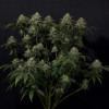 Gorilla Cookies FF