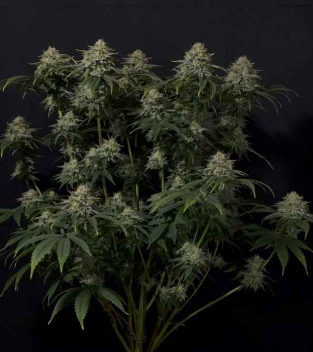Gorilla Cookies FF