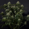 Gorilla Cookies FF