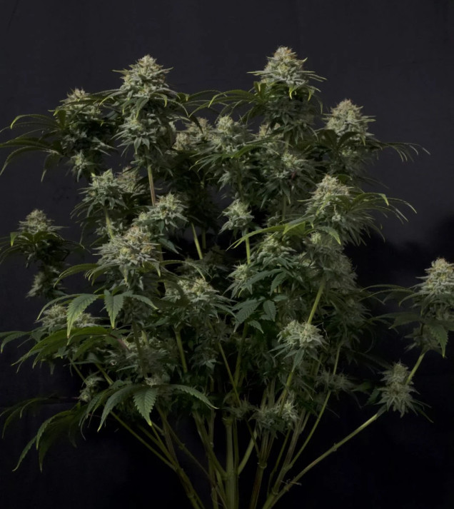 Gorilla Cookies FF
