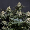 Purple Lemonade FF