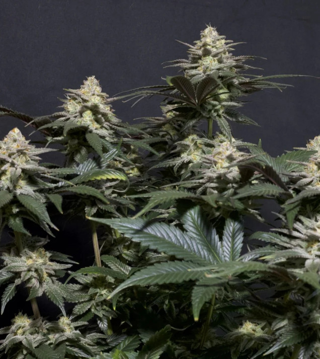 Purple Lemonade FF