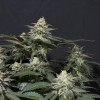 Purple Lemonade FF