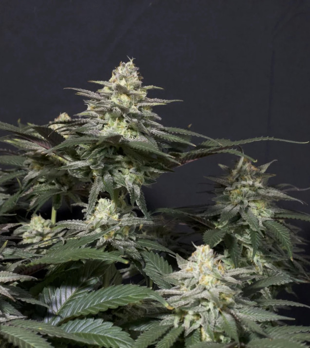 Purple Lemonade FF