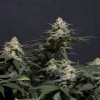 Purple Lemonade FF