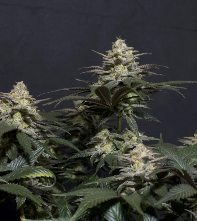 Purple Lemonade FF