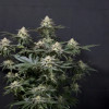 Purple Lemonade FF