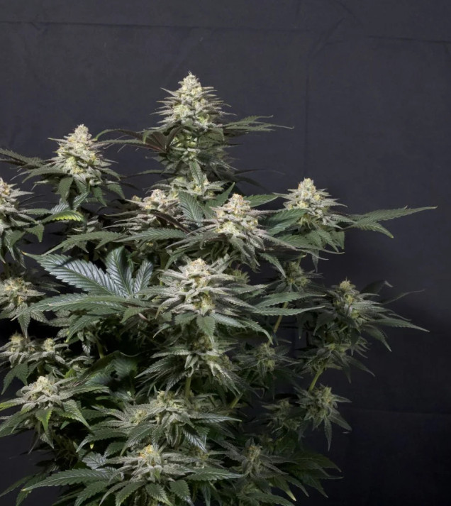 Purple Lemonade FF