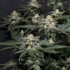 Purple Lemonade FF