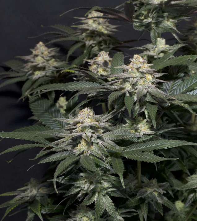 Purple Lemonade FF