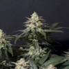 Purple Lemonade FF