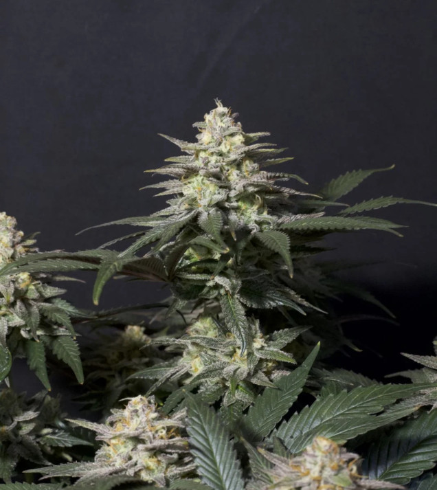 Purple Lemonade FF