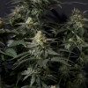 Purple Lemonade FF