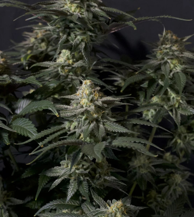 Purple Lemonade FF