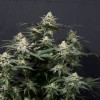 Purple Lemonade FF