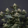 Purple Lemonade FF
