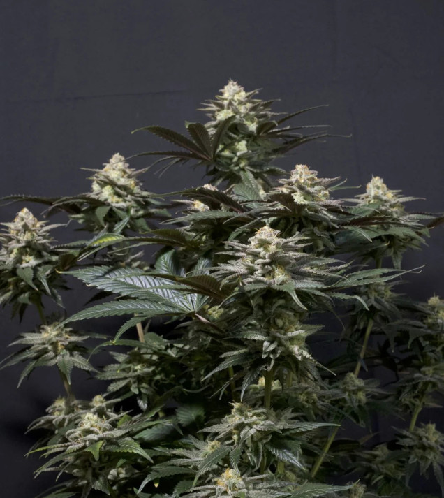 Purple Lemonade FF