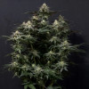 Purple Lemonade FF