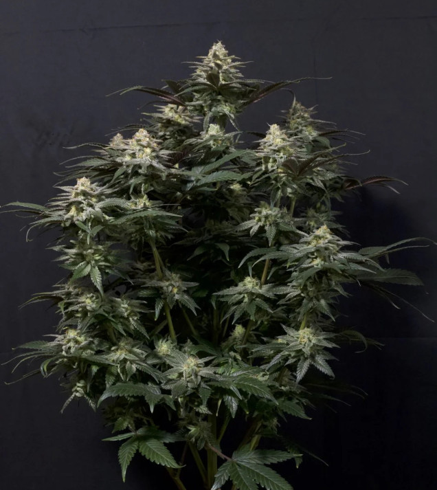 Purple Lemonade FF