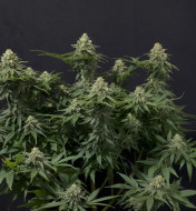 Wedding Cheesecake FF