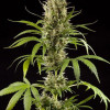 Auto Strawberry Haze F1