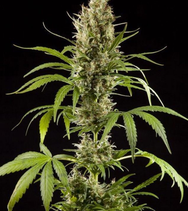 Auto Strawberry Haze F1