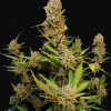 Apricot Auto