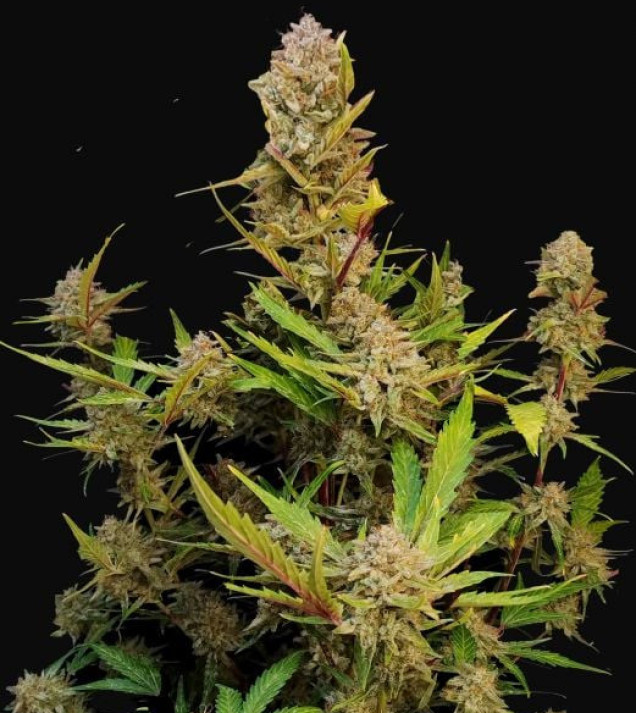 Apricot Auto